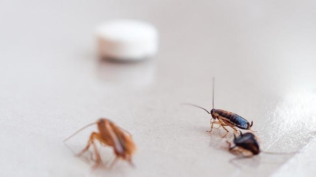 roach problem in apartment